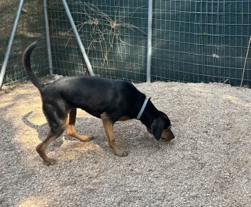Adopt Mairy