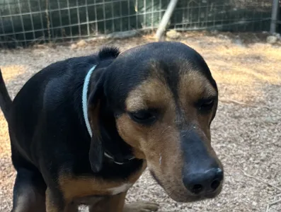 Adopt Mairy
