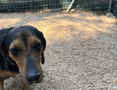 Adopt Mairy
