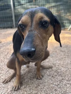 Adopt Mairy