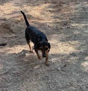 Adopt Mairy