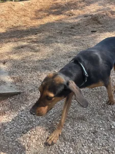 Adopt Mairy