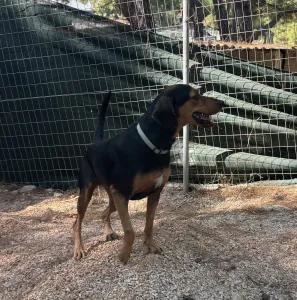 Adopt Mairy