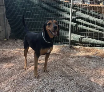 Adopt Mairy