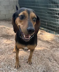 Adopt Mairy