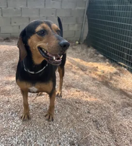Adopt Mairy