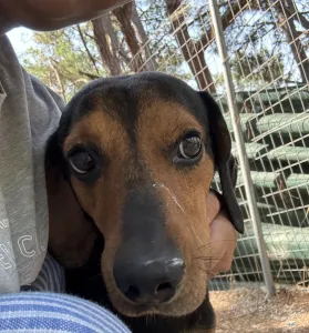Adopt Mairy