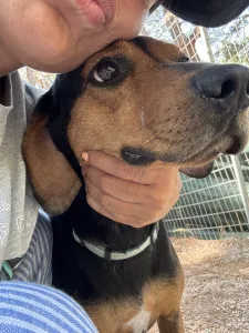 Adopt Mairy
