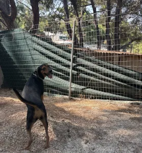 Adopt Mairy