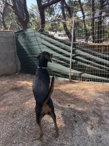 Adopt Mairy