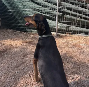 Adopt Mairy