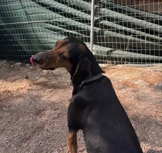 Adopt Mairy