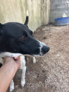 Adopt Lora
