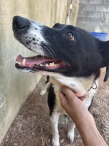 Adopt Lora
