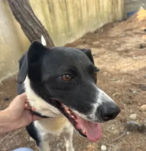 Adopt Lora