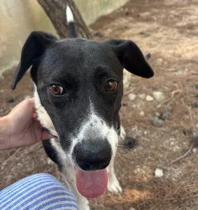 Adopt Lora