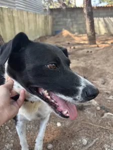 Adopt Lora