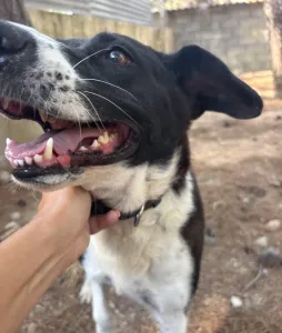 Adopt Lora