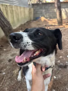 Adopt Lora
