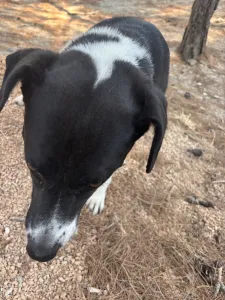 Adopt Lora