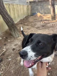 Adopt Lora