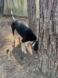 Adopt Lora