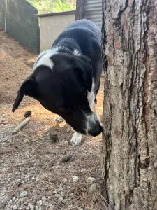 Adopt Lora