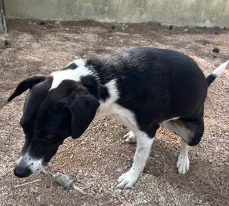 Adopt Lora