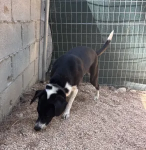Adopt Lora