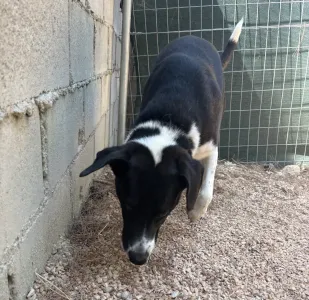 Adopt Lora