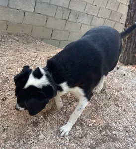 Adopt Lora