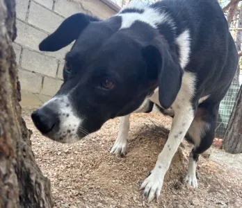 Adopt Lora