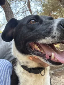 Adopt Lora