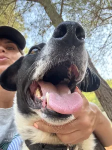Adopt Lora