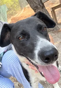 Adopt Lora