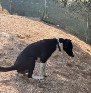 Adopt Lora