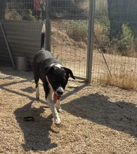 Adopt Lora