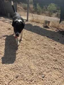 Adopt Lora