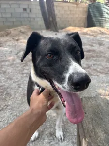 Adoption profile for Lora