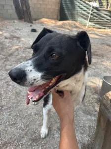 Adopt Lora