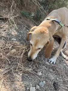 Adopt Kiki