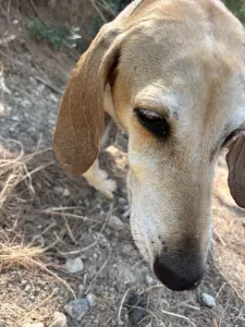 Adopt Kiki