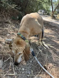Adopt Kiki