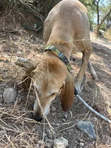 Adopt Kiki
