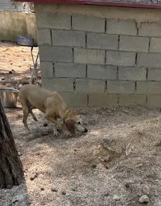 Adopt Kiki