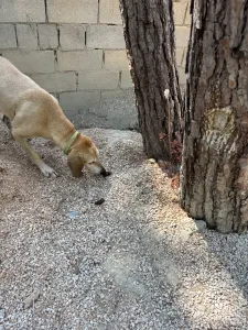 Adopt Kiki