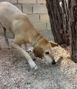 Adopt Kiki