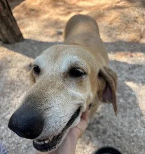 Adopt Kiki