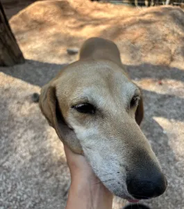 Adopt Kiki