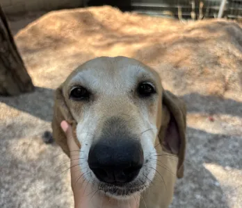 Adoption profile for Kiki